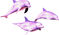 dolphins - PNG gratuit