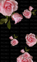roses=pink-NitsaPap - Nemokamas animacinis gif