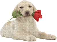 dog_chien - Free PNG