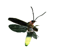 Firefly, Lightning Bug - GIF animado grátis