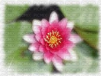 chantalmi fleur rose nénuphar - Free PNG