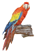 papagei - Gratis animeret GIF