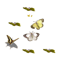 MMarcia gif tube borboletas - GIF animado gratis