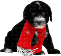 Kaz_Creations Christmas Dog Pup Dogs Colours - ingyenes png