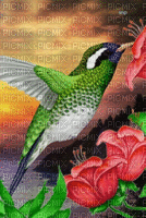 hummingbird - GIF animado gratis