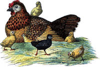 Kaz_Creations Chickens Turkeys Birds - bezmaksas png