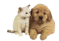 calin de chien et chat - Free animated GIF