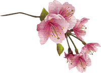 цветы яблони - 免费PNG