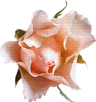 Mother mom maman madre mutter Rose - bezmaksas png