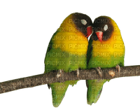 Kaz_Creations Parrots-Birds - png gratuito