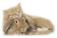 patymirabelle animaux lapins,chat - 免费PNG