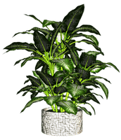 plante verte - δωρεάν png