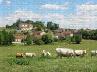 vaches - Free PNG