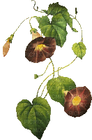 Flores campanitas - Besplatni animirani GIF