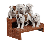 gala animals dog - png grátis