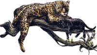 jaguar bp - png grátis
