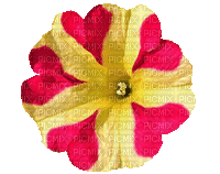 Rotation Petunia - 無料のアニメーション GIF