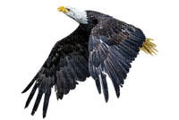 kotka, eagle - 免费PNG