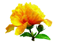 fleur hibiscus yellow, Pelageya - 無料png