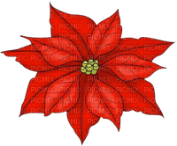 Stella di Natale: Euphorbia 2 - 無料png