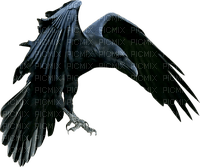Raven - PNG gratuit