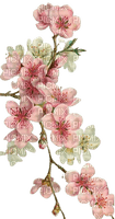 pink flowers blossom - kostenlos png