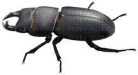 beetle - 免费PNG
