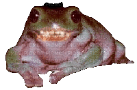 scary small dumpy tree frog with shiny teeth