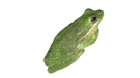 Big frog chilling - png gratis