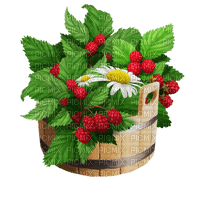 raspberries bp - безплатен png