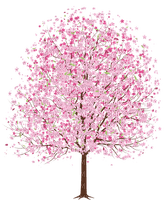 Cherry blossom flowers tree - безплатен png