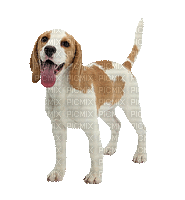 Dog Nitsa Papacon- - Безплатен анимиран GIF