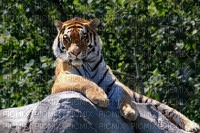 MMarcia tigre natureza fundo - 免费PNG