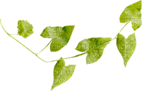 leaf- bransh-minou52 - PNG gratuit