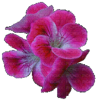flower anim color