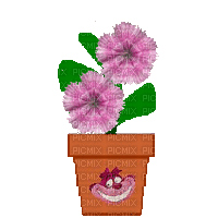 Pink Flowers in Cheshire Cat Pot - Zdarma animovaný GIF