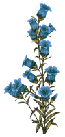 blue flowers - png ฟรี