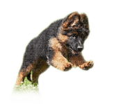 Rena Schäferhund Welpen - PNG gratuit