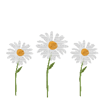 Daisies.Marguerites.Fleurs.gif.Victoriabea - Бесплатный анимированный гифка