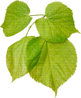 Kaz_Creations Deco Leaves Leafs  Colours - Free PNG