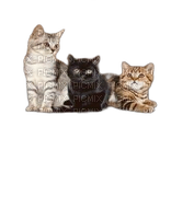 animalss cats nancysaey - darmowe png