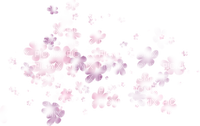 Flowers Transparent - zadarmo png