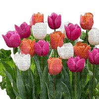 flower,tulip - png ฟรี