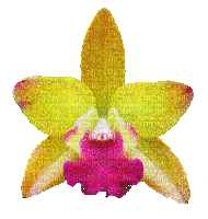yellow glitter flower - Darmowy animowany GIF