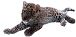 Baby Leopard Cub Animated GIF - Бесплатный анимированный гифка