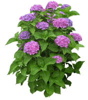 Arbusto de Flores - png gratis