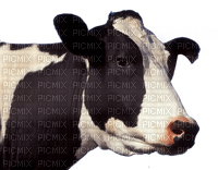 cow per request - darmowe png