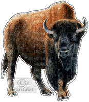 bison - png gratis