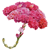 Kaz_Creations Deco Flowers Flower Colours Umbrella Parasol - бесплатно png