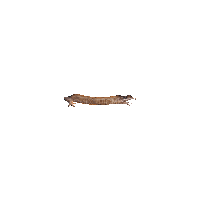 random per frame sausage frog - Free animated GIF